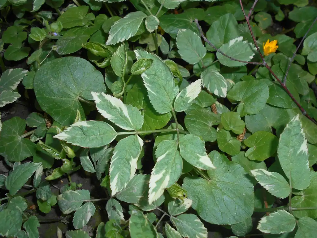 Фото Aegopodium podagraria - Varigated:Salicyna