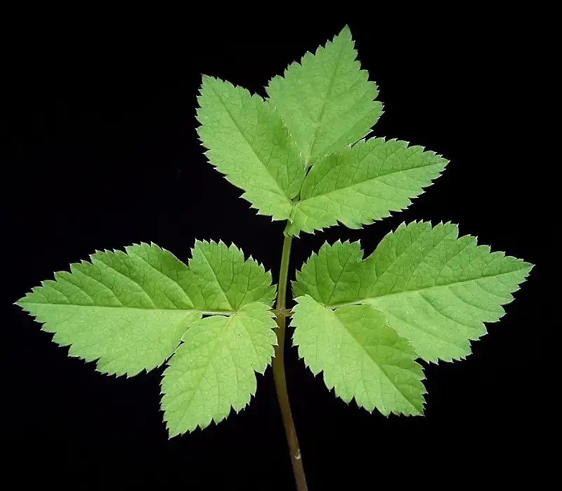 Фото Aegopodium podagraria - Leaf:Frank Vincentz