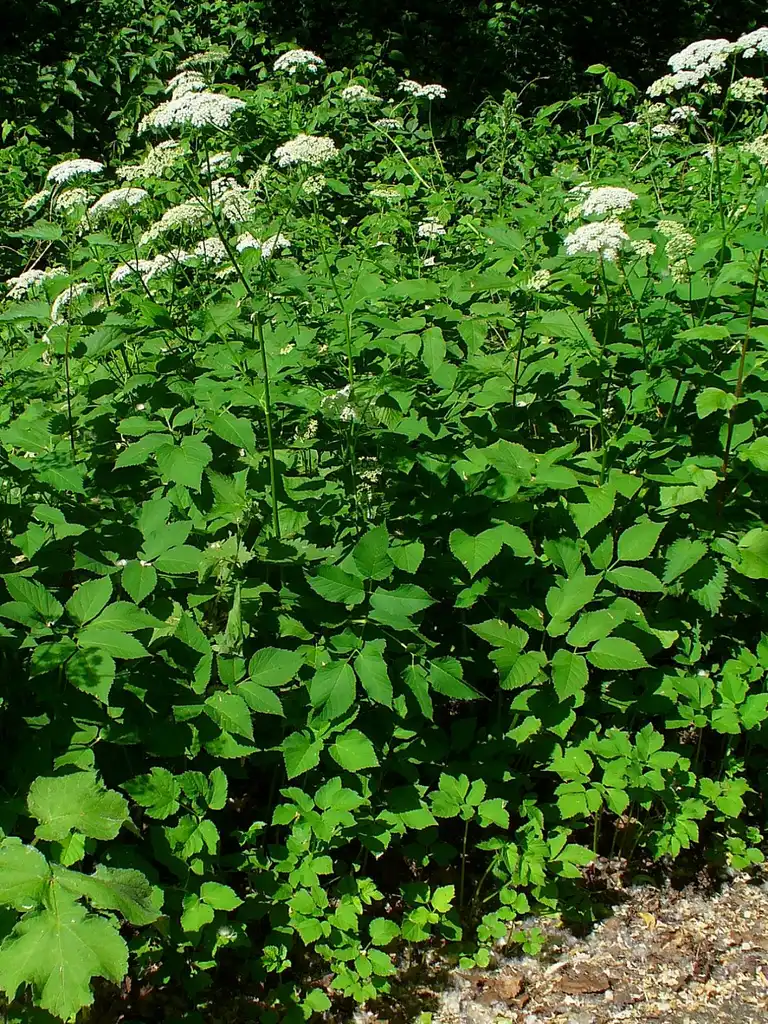 Фото Aegopodium podagraria - Plants:H. Zell