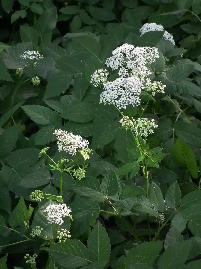 Фото Aegopodium podagraria - Plants in flower:Heidelberg4028mdk09