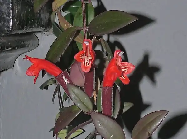 Photo of Aeschynanthus radicans (Aeschynanthus radicanss)