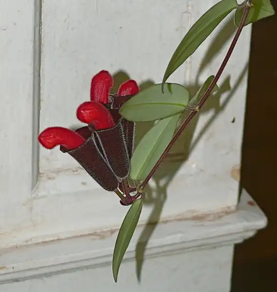 Photo of Aeschynanthus radicans (Aeschynanthus radicanss)