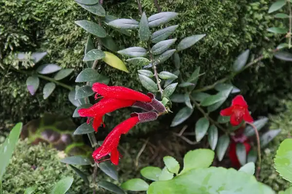 Photo of Aeschynanthus radicans - :Maja Dumat