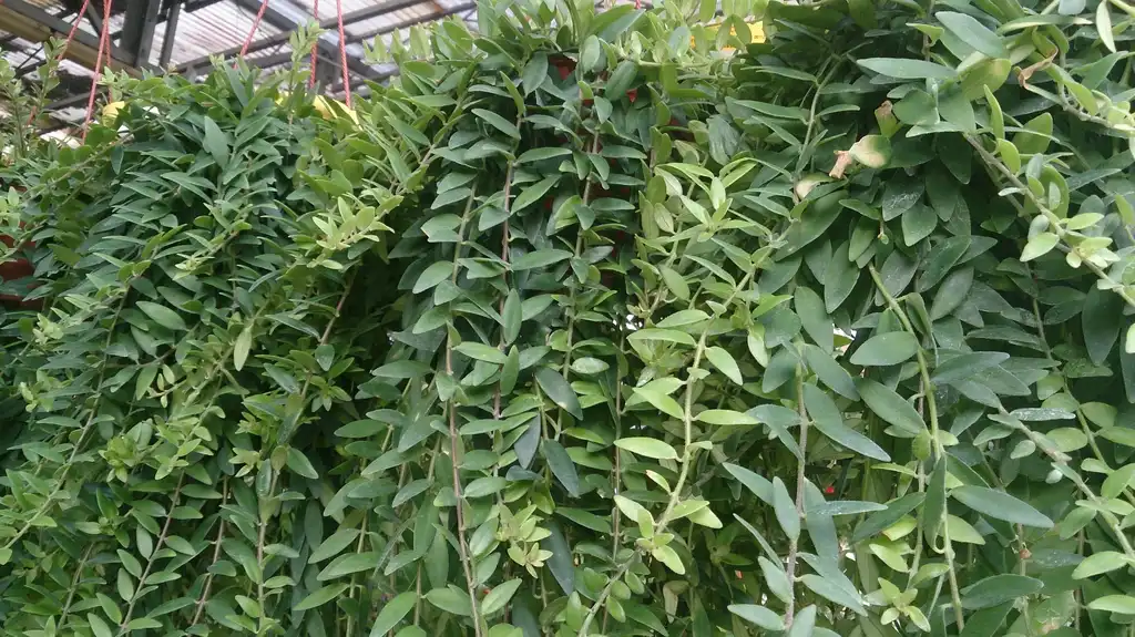 Photo of Aeschynanthus radicans - Leaf:Mokkie