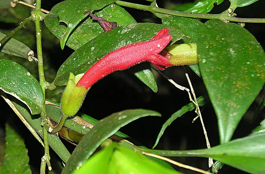 Photo of Aeschynanthus radicans - Flower closeup:Dick Culbert