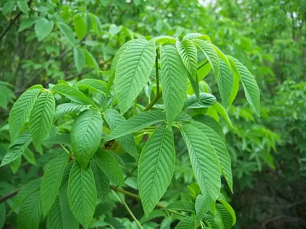 Photo of Aesculus californica (Aesculus californicas)