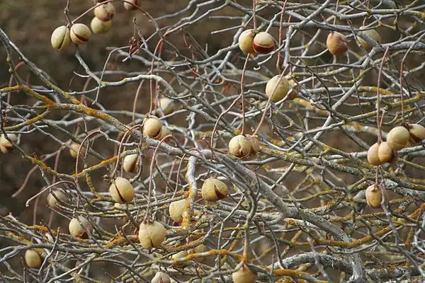 Photo of Aesculus californica (Aesculus californicas)