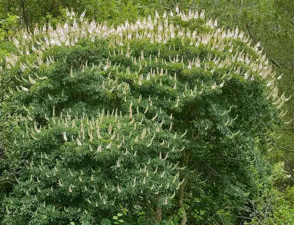 Photo of Aesculus californica - :James Gaither