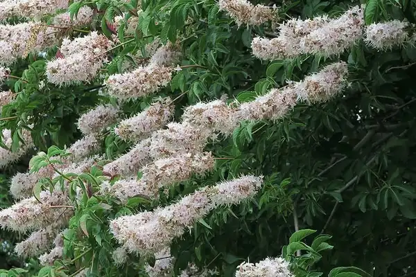 Photo of Aesculus californica - Flowers:John Rusk