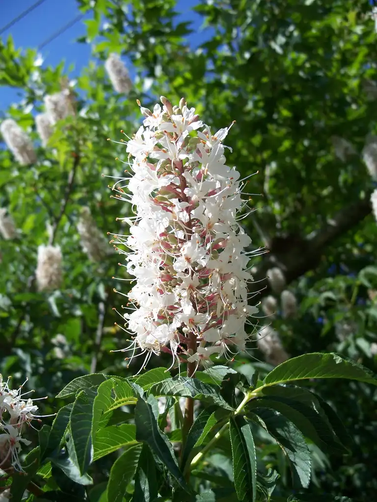 Photo of Aesculus californica - Close up of flower:Eugene Zelenko