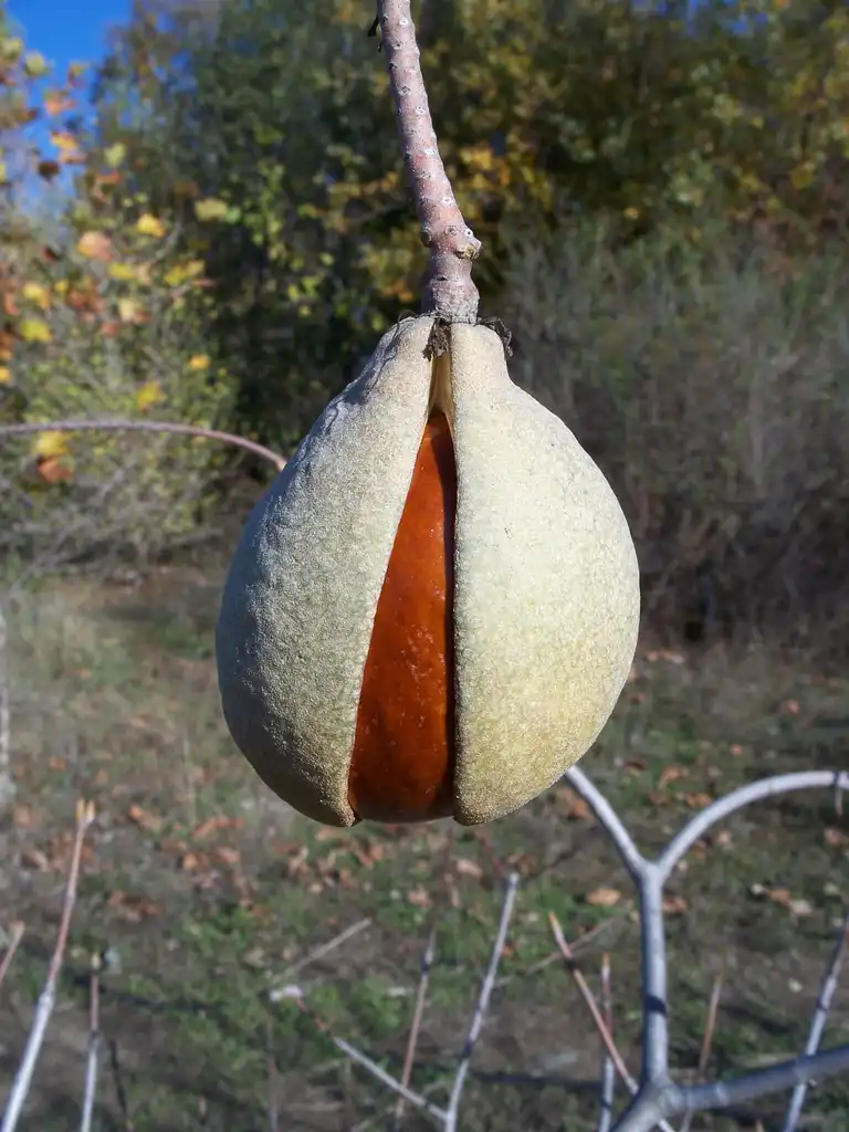 Photo of Aesculus californica - Close up of fruit:Eugene Zelenko