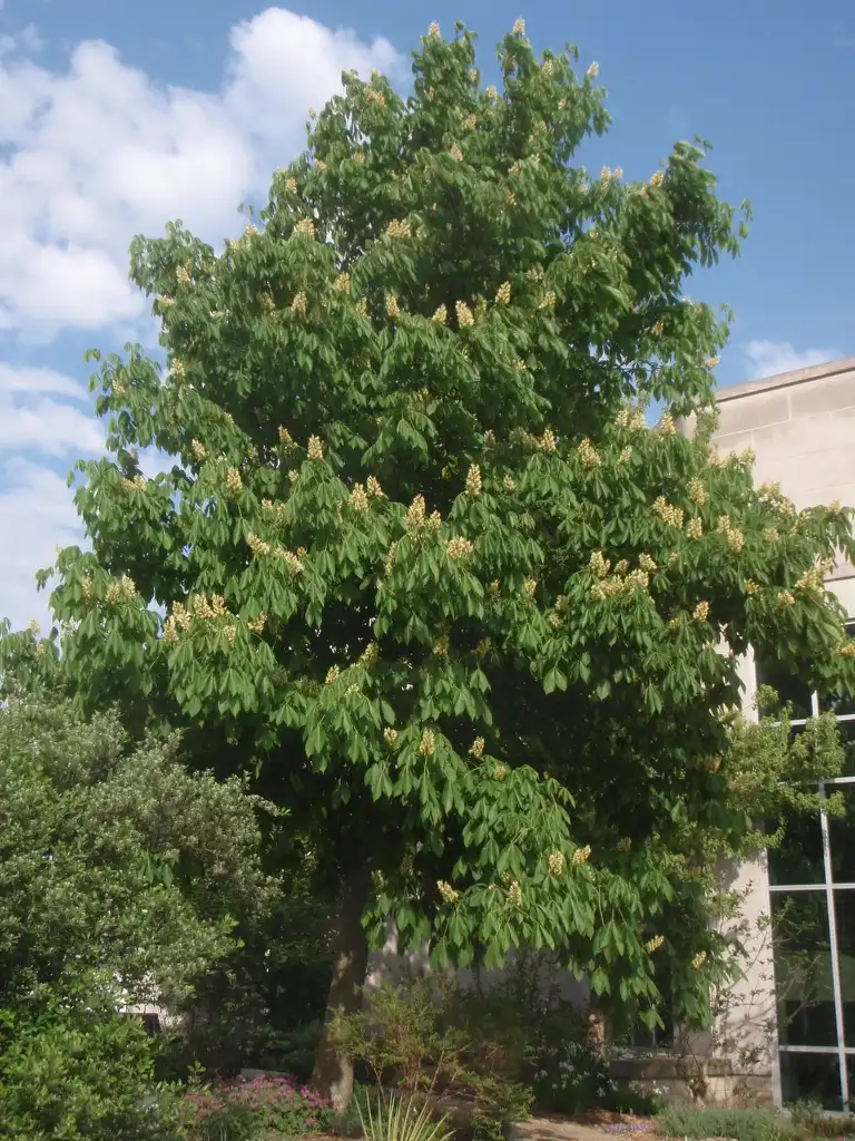 Foto de Aesculus flava (Aesculus flavas)