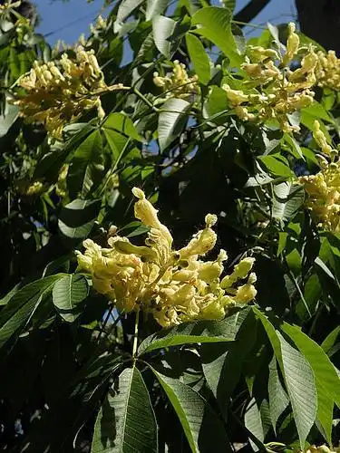 Foto de Aesculus flava (Aesculus flavas)