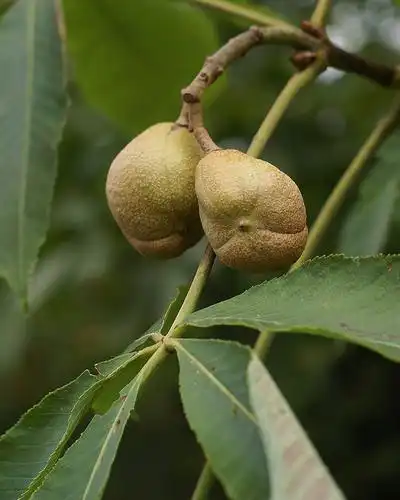 Foto de Aesculus flava - Fruits (capsules):JPC Raleigh