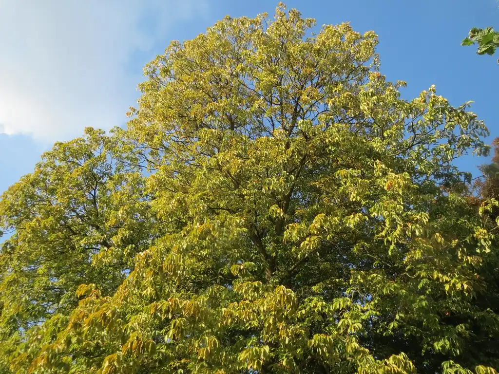 Foto de Aesculus flava - Tree in September:Andreas Rockstein