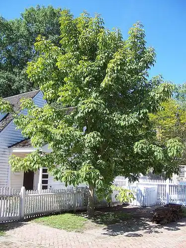 Foto de Aesculus flava - Form:Phillip Merritt