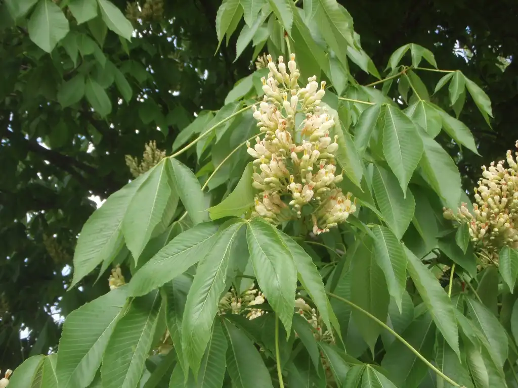 Foto de Aesculus flava - Flowers:Jim Lawrence