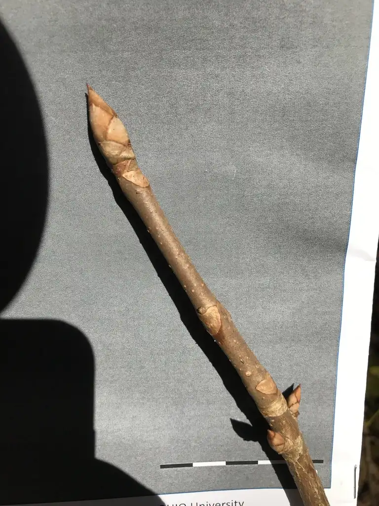 Foto de Aesculus flava - Terminal and stem buds:aesculus flava