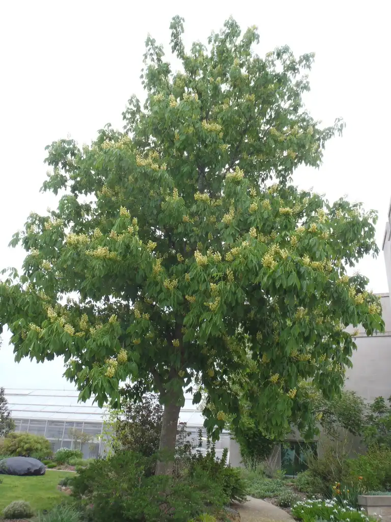 Foto de Aesculus flava - Flower Form:Jim Robbins