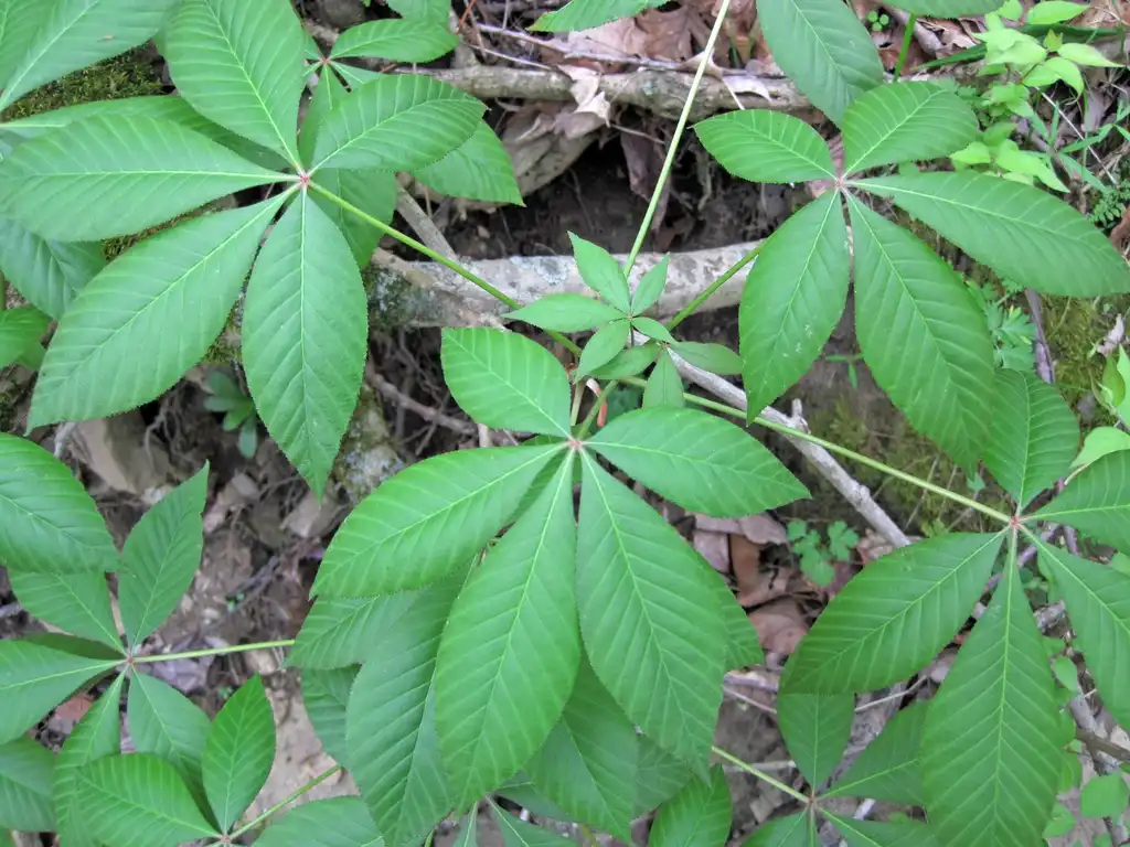 Foto de Aesculus glabra (Aesculus glabras)
