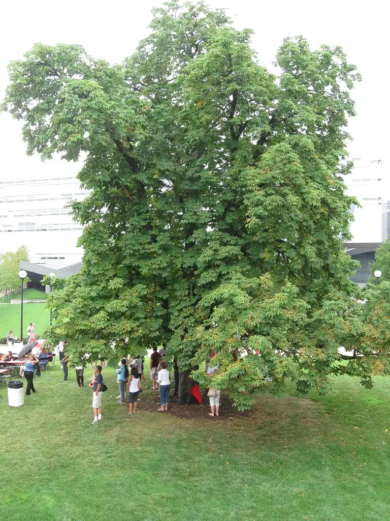 Foto de Aesculus glabra (Aesculus glabras)