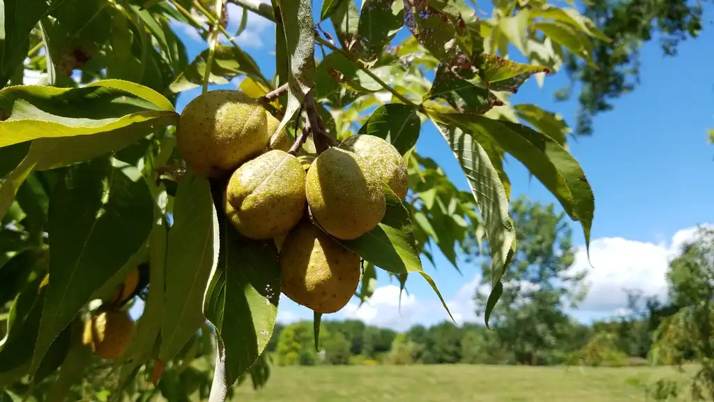 Foto de Aesculus glabra - Fruit, capsule.:Dan Keck, Ohio Arboretum North, The Ohio State University