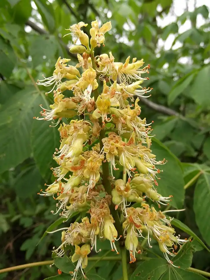 Foto de Aesculus glabra - Flowers:Jay Sturner, Flickr