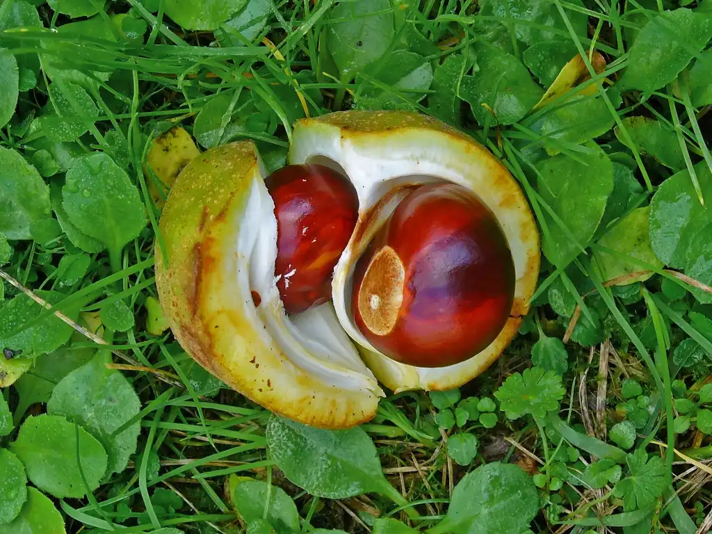 Foto de Aesculus glabra - Fruit open with 2 nuts inside.:H. Zell, Wikimedia