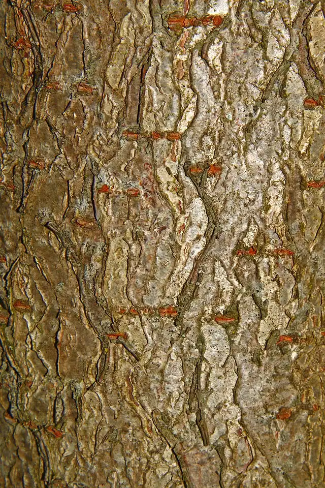 Foto de Aesculus glabra - Bark:H. Zell, Wikimedia
