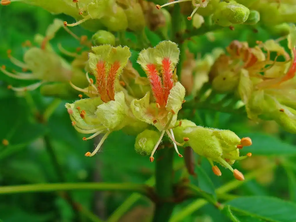 Foto de Aesculus glabra - Close up of flowers.:H. Zell, Wikimedia