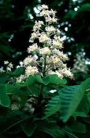 Photo of Aesculus hippocastanum (Aesculus hippocastanums)