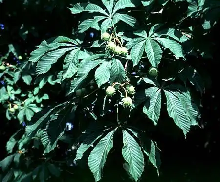 Photo of Aesculus hippocastanum (Aesculus hippocastanums)