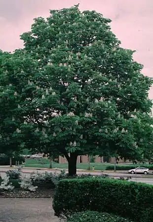 Photo of Aesculus hippocastanum - :