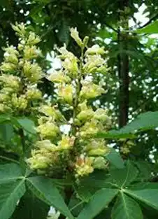 Фото Aesculus 'Homestead' (Aesculus 'Homestead's)