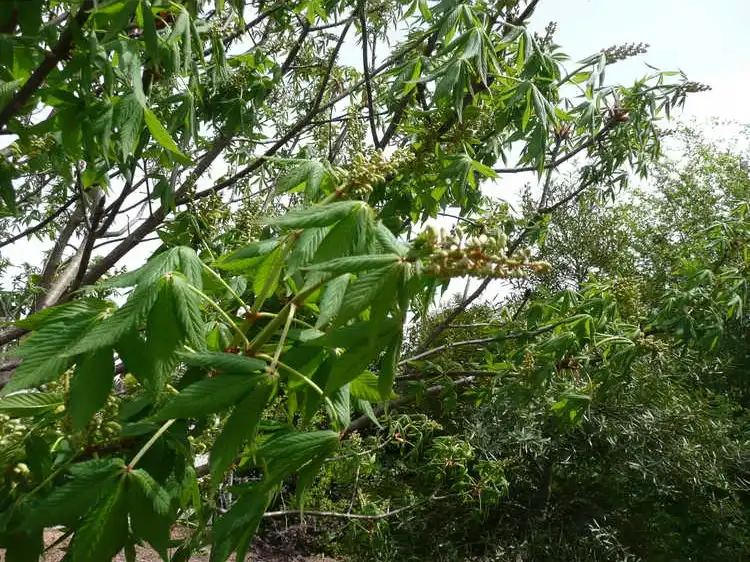 Фото Aesculus 'Homestead' (Aesculus 'Homestead's)