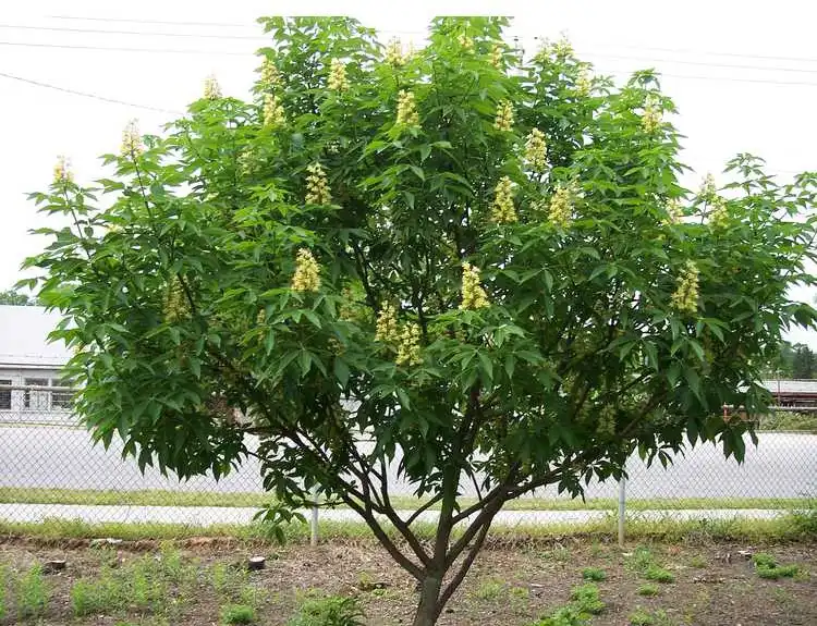 Фото Aesculus 'Homestead' - Specimen:Christopher Todd Glenn