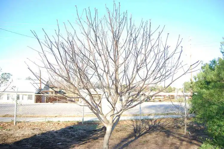 Фото Aesculus 'Homestead' - Winter:Christopher Todd Glenn