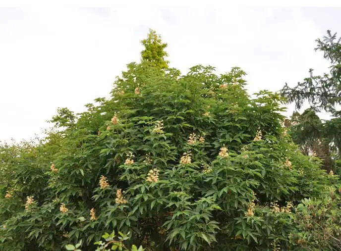 Фото Aesculus 'Homestead' - Shape:Christopher Todd Glenn