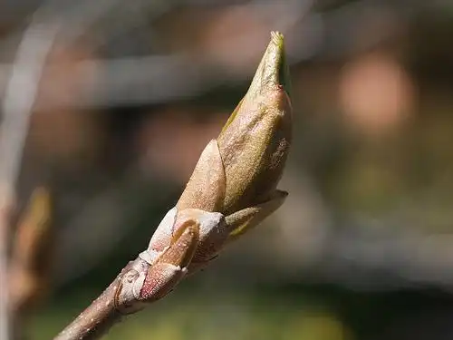 Photo of Aesculus parviflora (Aesculus parvifloras)
