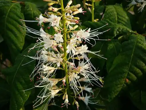 Photo of Aesculus parviflora (Aesculus parvifloras)