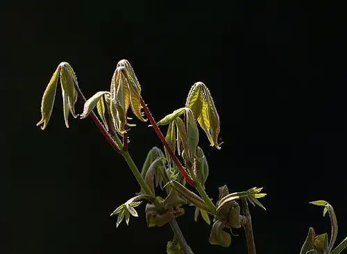 Photo of Aesculus parviflora - New shoot growth:Brigitte Rieser