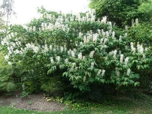 Photo of Aesculus parviflora - Whole plant:Wendy Cutler