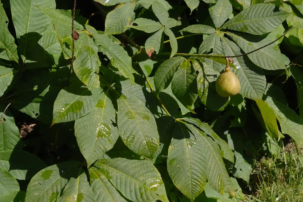 Photo of Aesculus parviflora - Leaf and Fruit:Jim Robbins