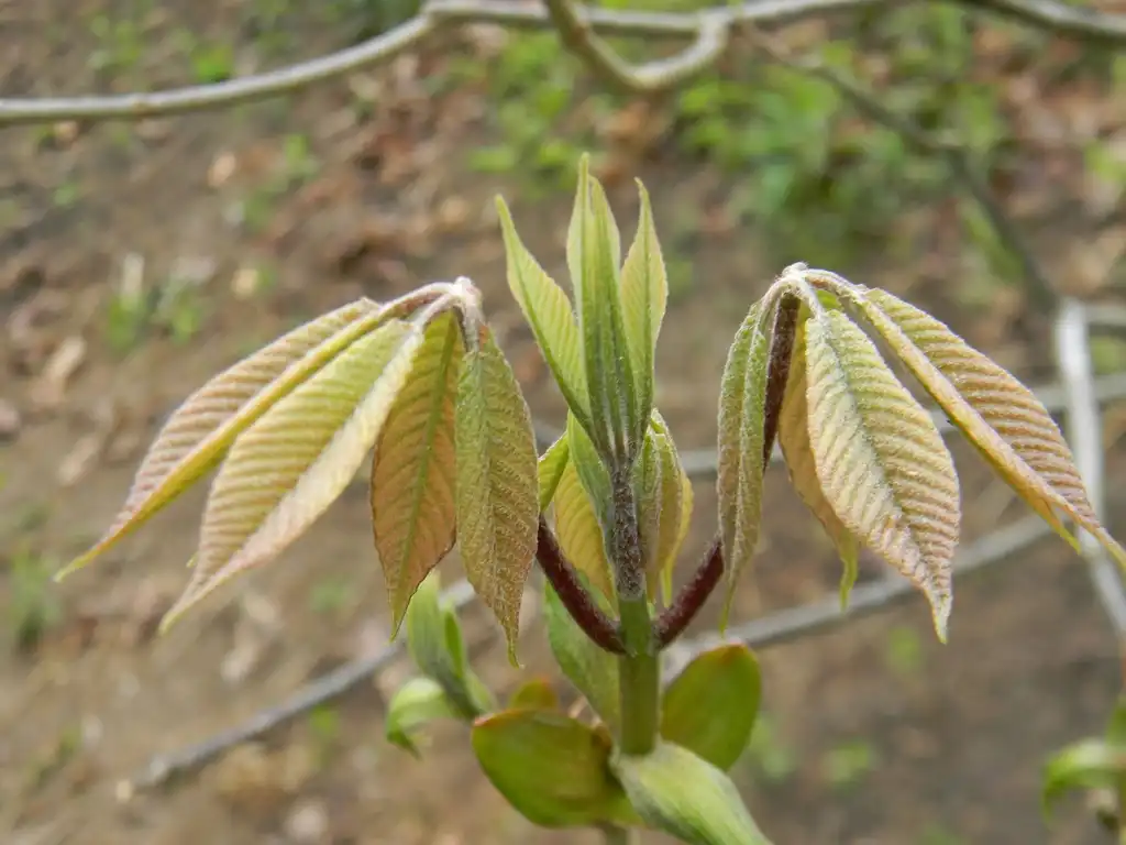 Photo of Aesculus parviflora - Flower bud (Buncombe County, NC):Randy Harter