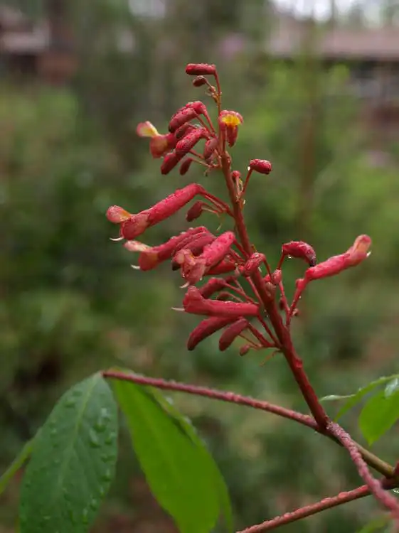 Photo of Aesculus pavia var. pavia (Aesculus pavia var. pavias)