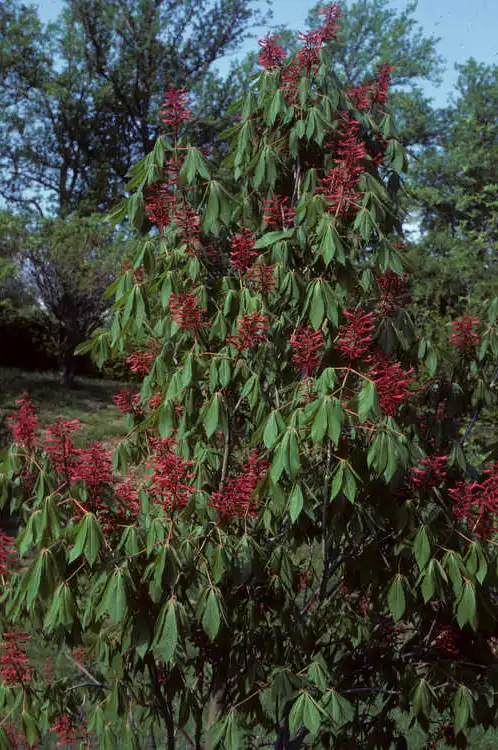 Photo of Aesculus pavia var. pavia (Aesculus pavia var. pavias)