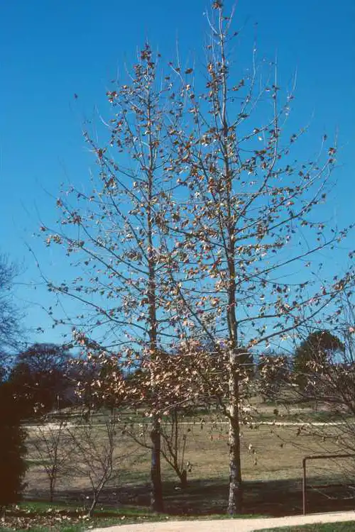 Photo of Aesculus pavia var. pavia - Winter: