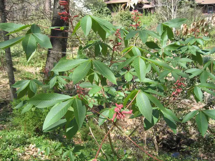 Photo of Aesculus pavia var. pavia - Leaves: