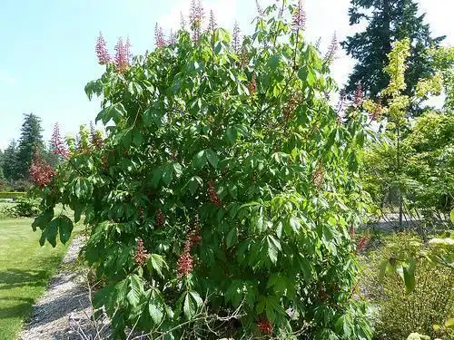 Foto de Aesculus pavia (Aesculus pavias)