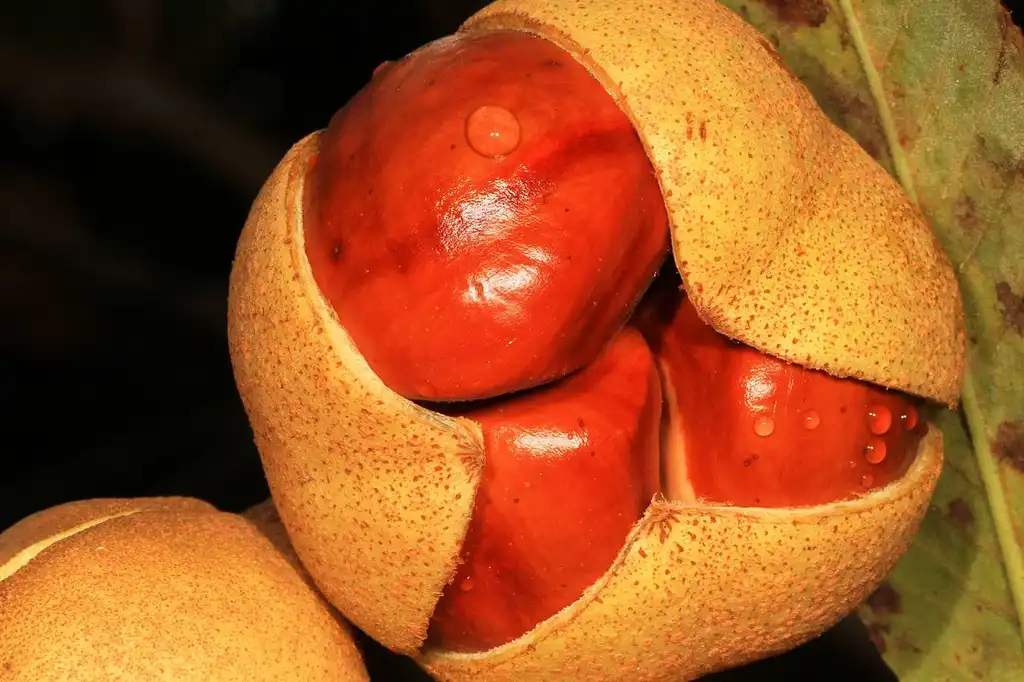 Foto de Aesculus pavia (Aesculus pavias)